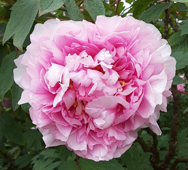 Tree peony close up may 2020