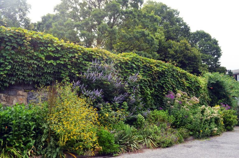 Vitex setting south