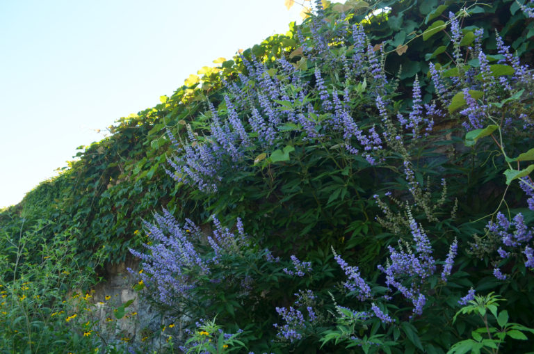 Vitex the plant