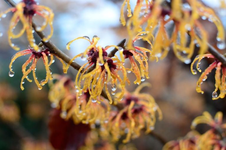 Winter bloomers pic 1