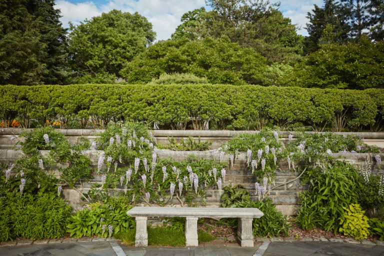 Wisteria image 1