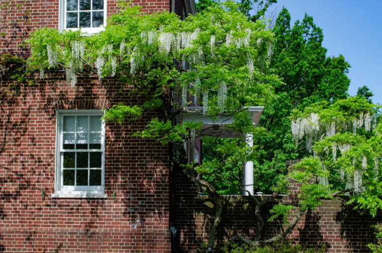 Wisteria image 2