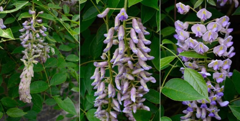 Wisteria image 5