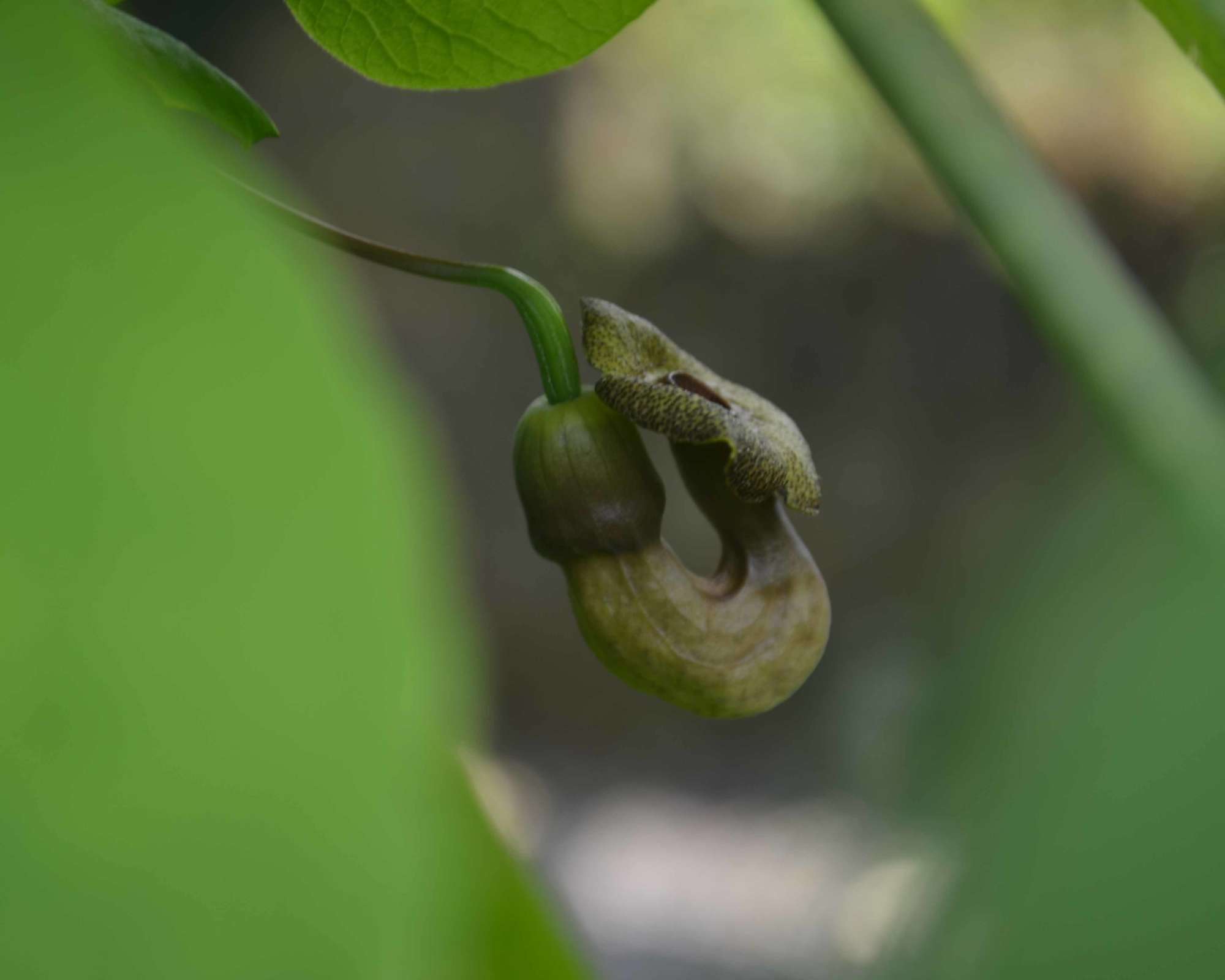 Aristolochia Macrophylla Dutchman s Pipevine Wave Hill aristolochia-macrophylla-dutchman-s-pipevine-wave-hill