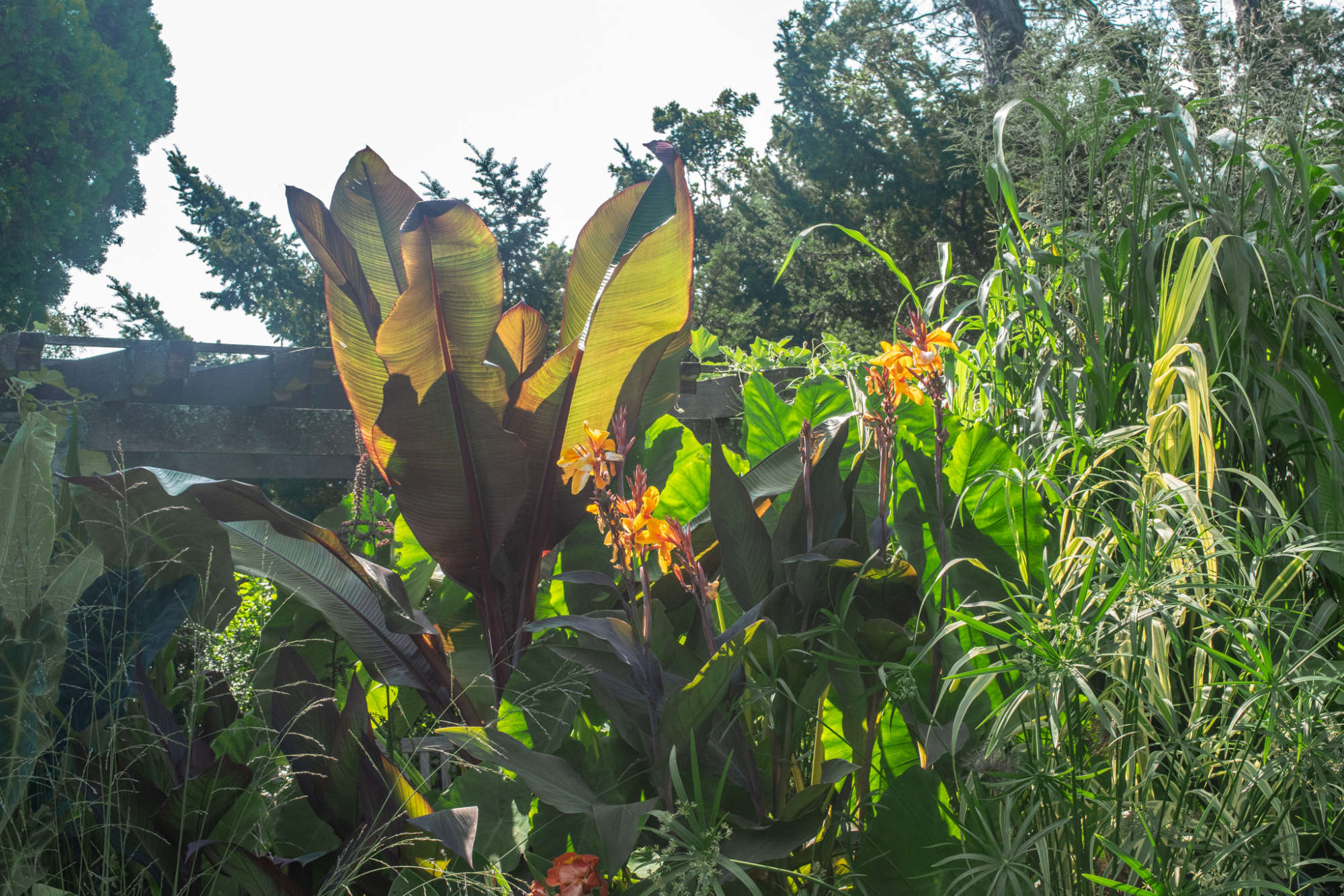 It's Bananas in the Monocot Garden Wave Hill