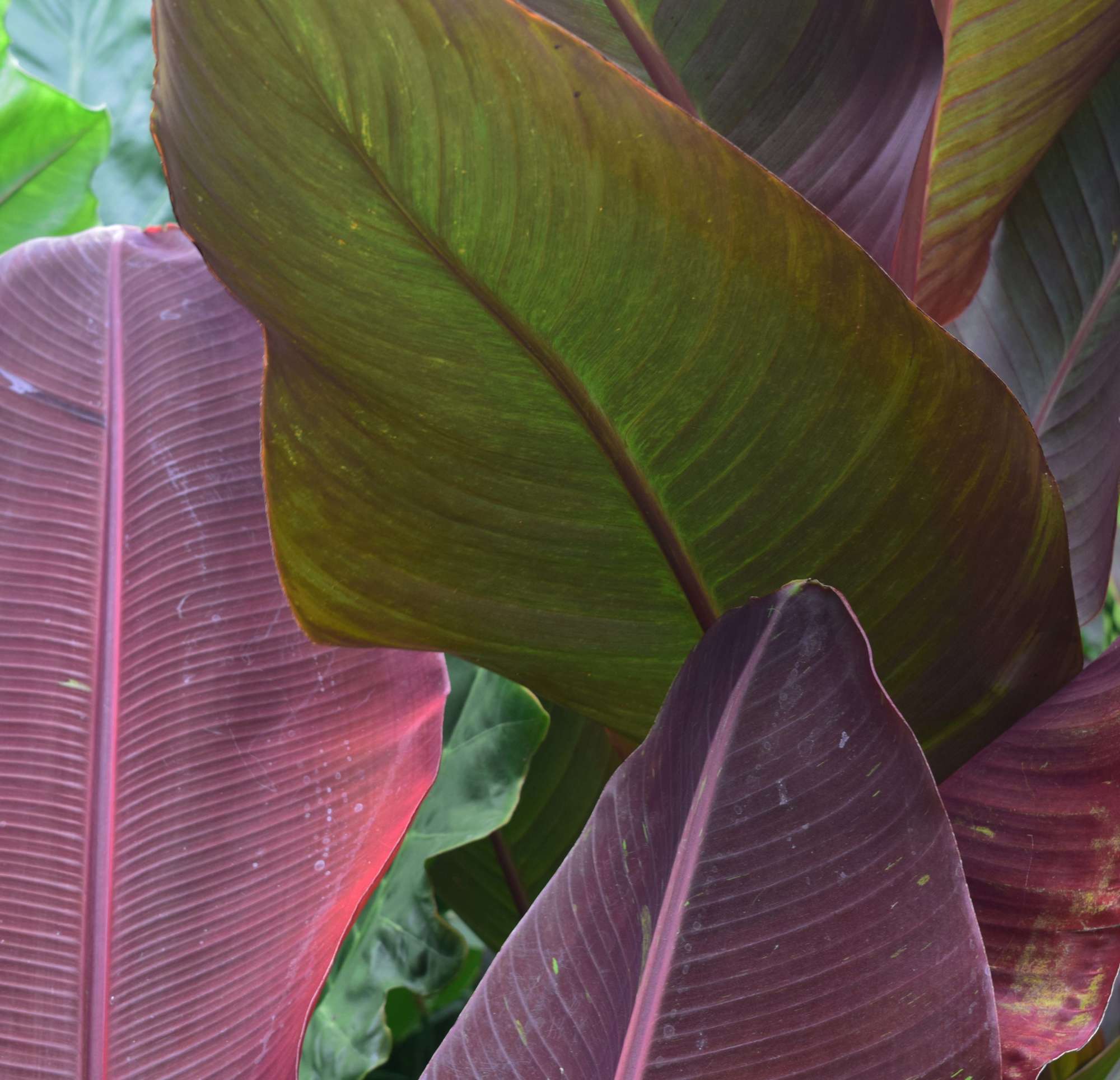 It's Bananas in the Monocot Garden Wave Hill