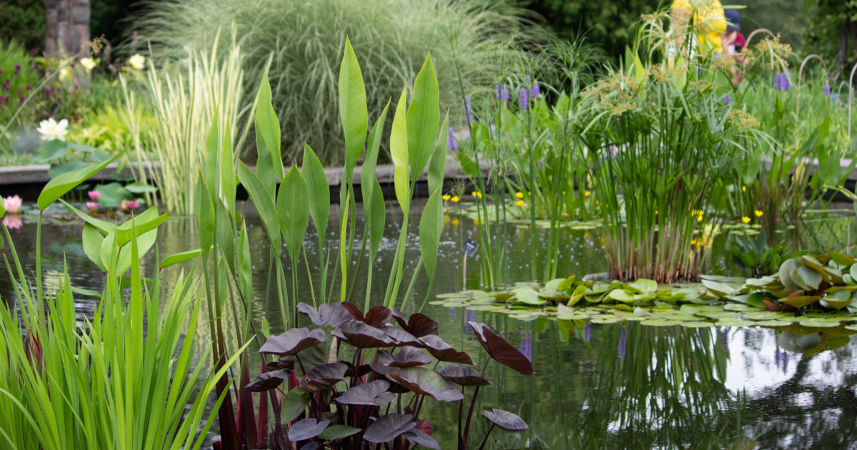 Wave Hill - Aquatic Garden waterfall photo 2