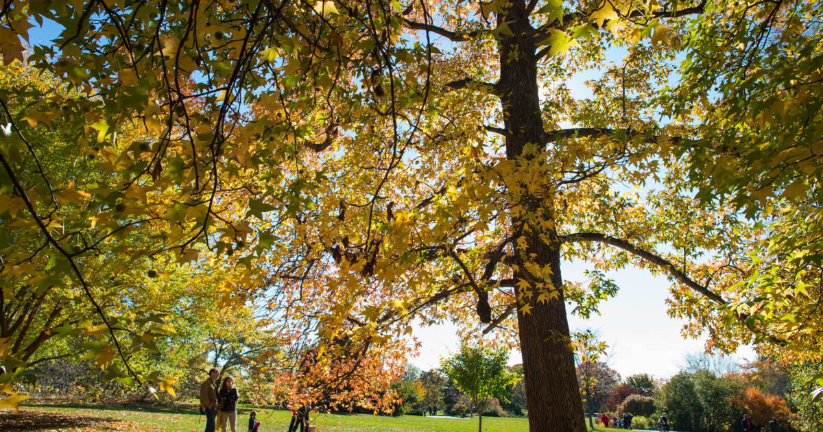 Foliage Frolic Weekend
