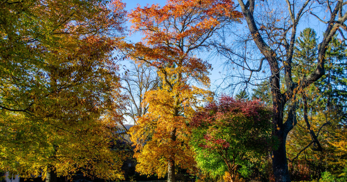 Notable Trees of Wave Hill - Wave Hill