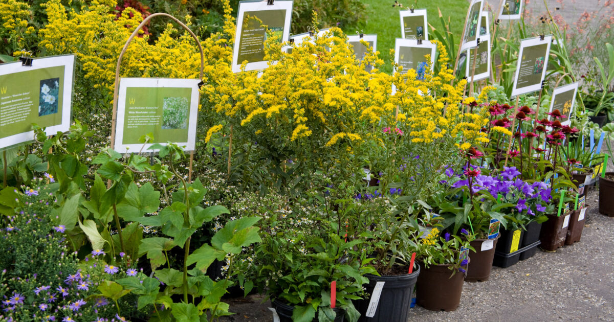 Plant Sale