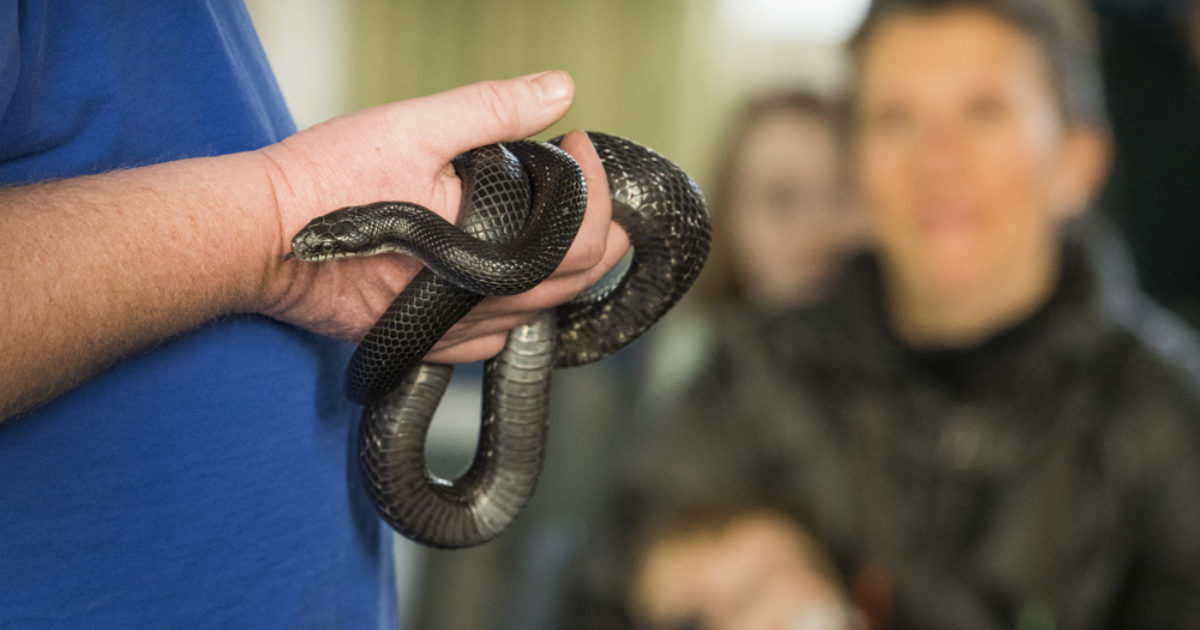 Nature Presentation: To Sleep or Not to Sleep—Animal Winter Survival Strategies - Wave Hill Nature Presentation: To Sleep or Not to Sleep—Animal Winter Survival Strategies - Wave Hill