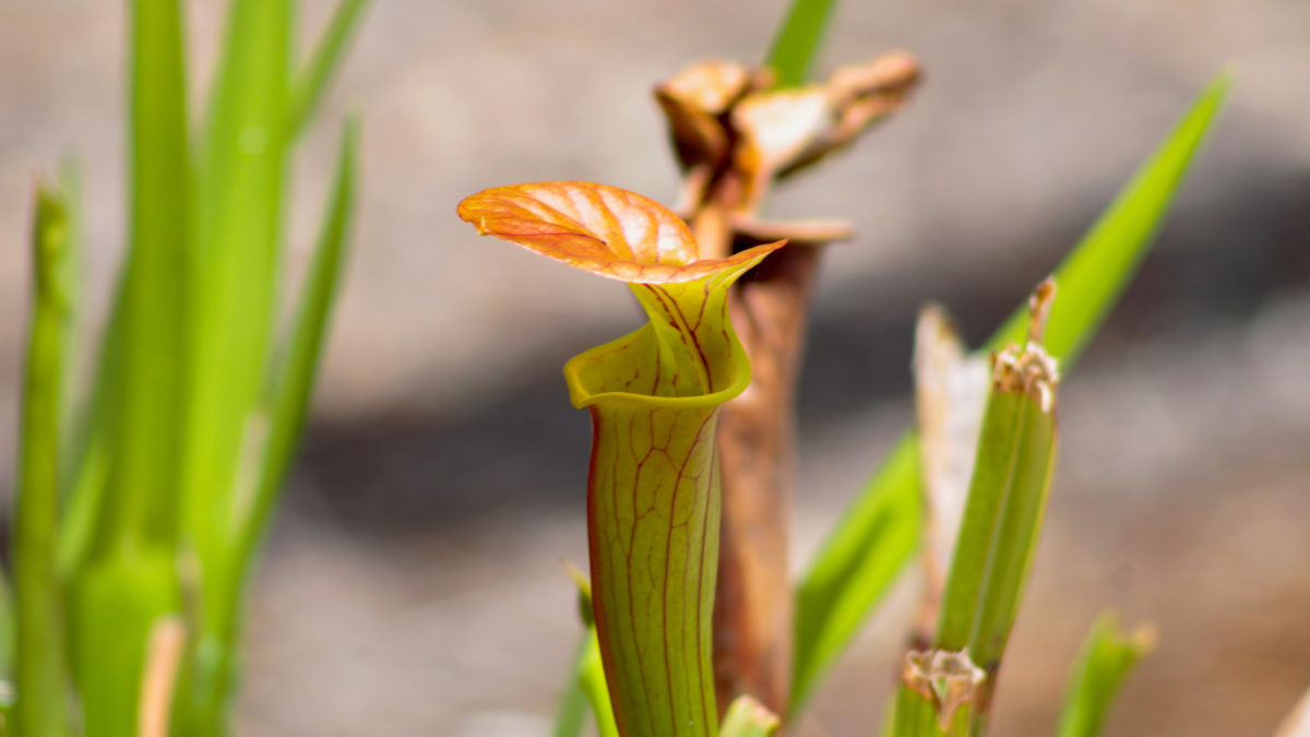 Urban Pots Carnivorous Plant Bog Wave Hill