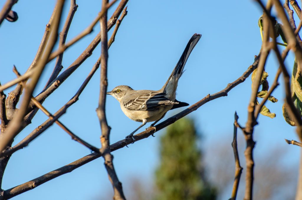 Fall Birding image