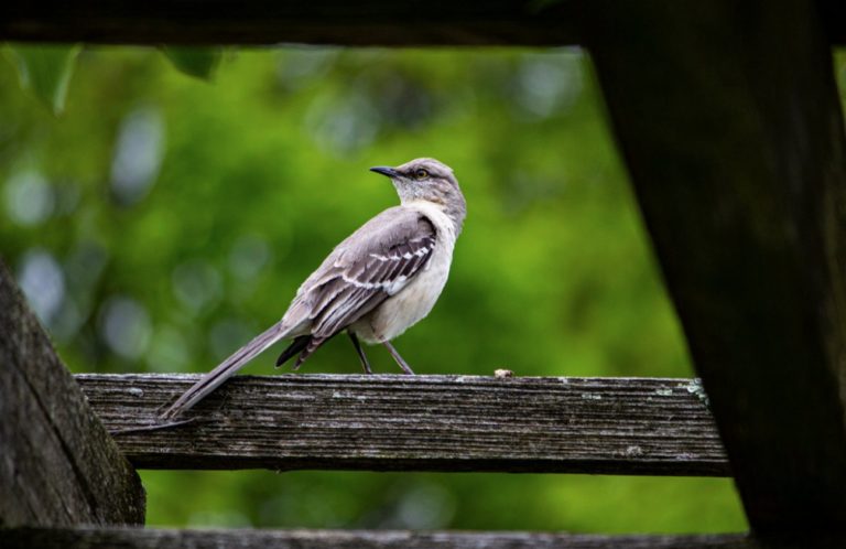 Bird Close up