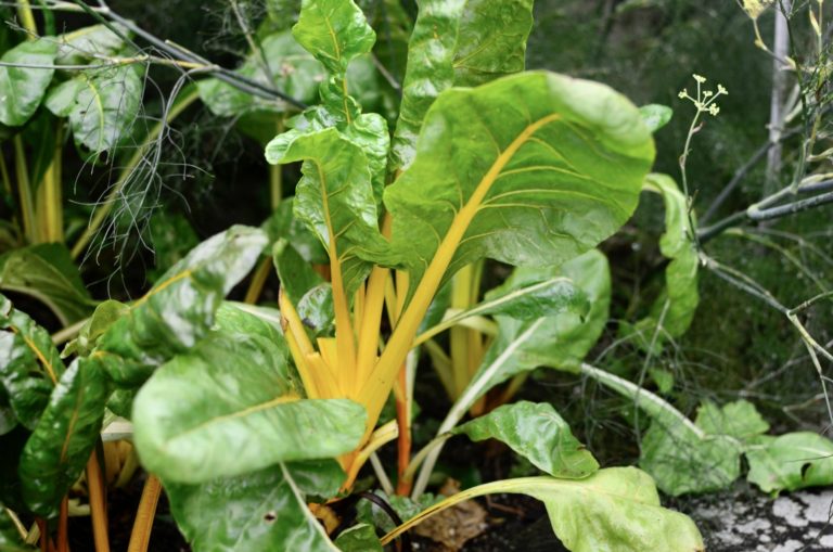 Swiss chard