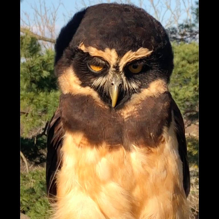 Spectacled owl