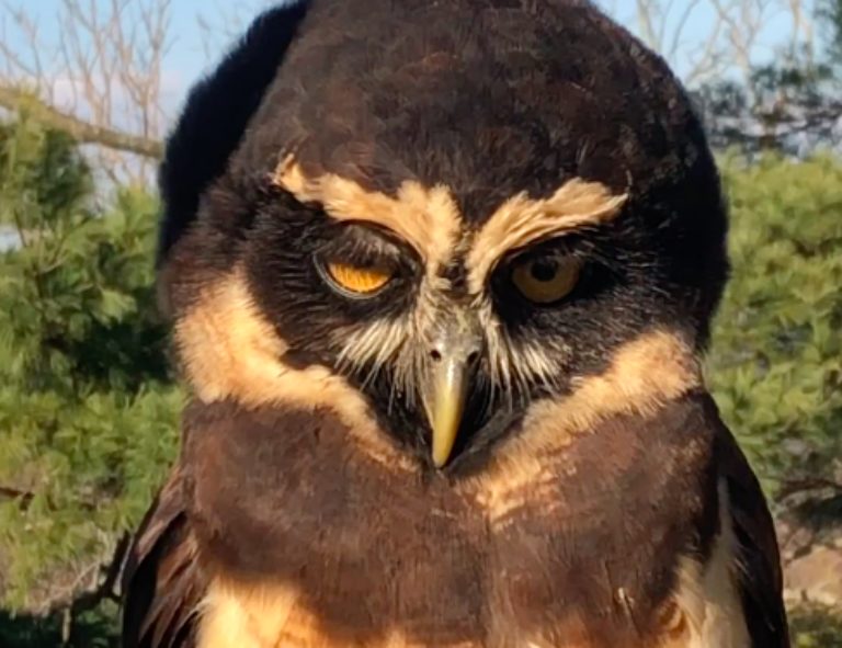 Spectacled owl