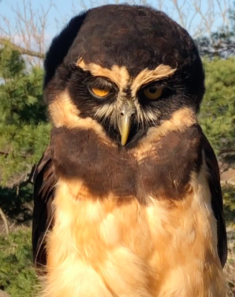 Spectacled owl