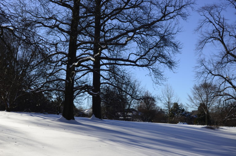 Trees winter snow