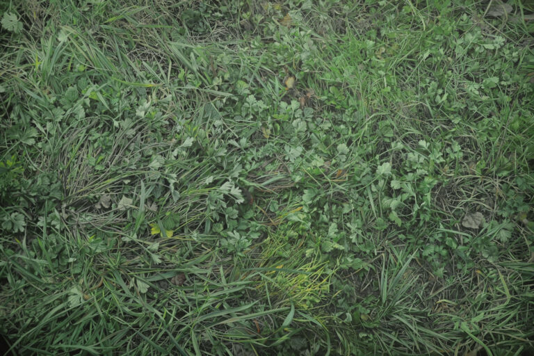 1 Gabriele Grones Poiesis cm60x90 oil on canvas 2020