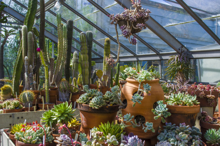 2020 spring events Cactus and Succulent Weekend Wave Hill
