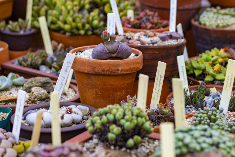 2020 spring events Lessons from Wave Hill Cultivating Succulents Wave Hill