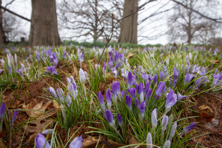 2020 spring events March Garden and Conservatory Highlights Walk Wave Hill 3