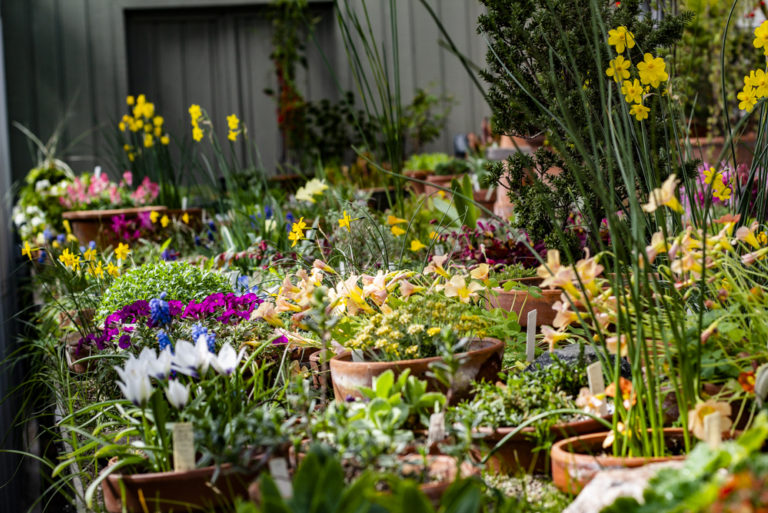 2020 spring events March Garden and Conservatory Highlights Walk Wave Hill 5