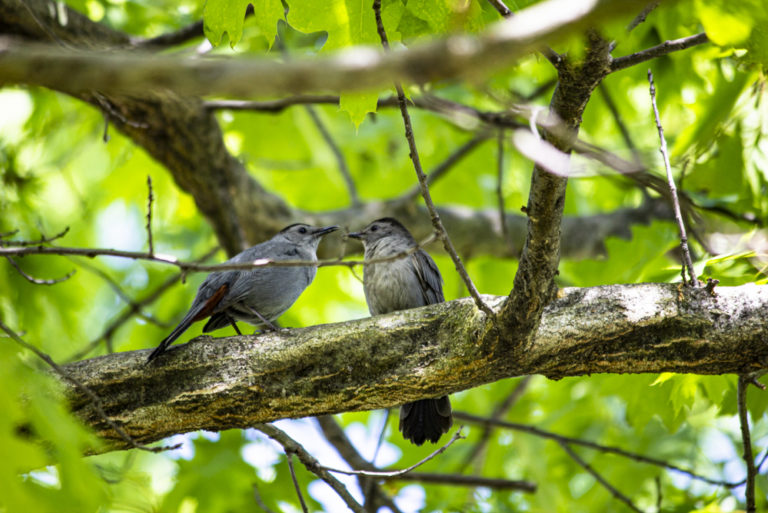 2020 spring events Spring Birding Wave Hill 2