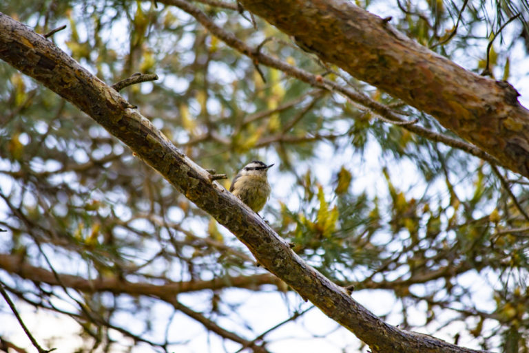 2020 spring events Spring Birding Wave Hill