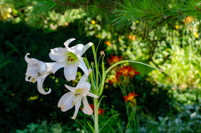 220819 114925 Aug summer gardens wave hill