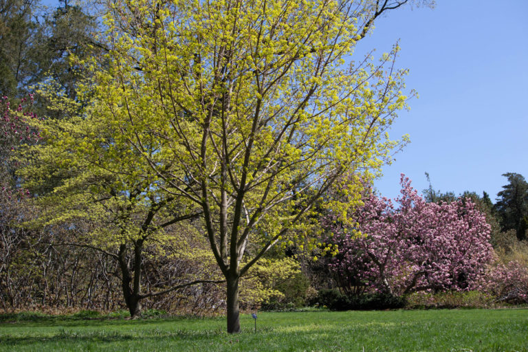 Spring 2022 walk series small trees small spaces wave hill web