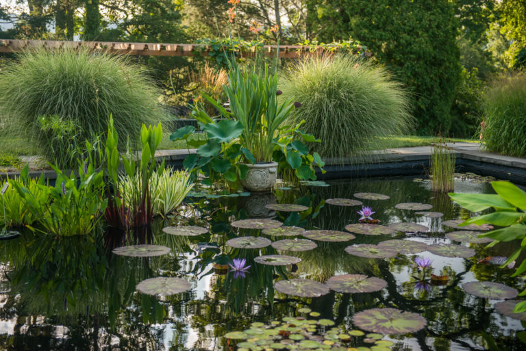 Evening in Gardens Aquatic Garden