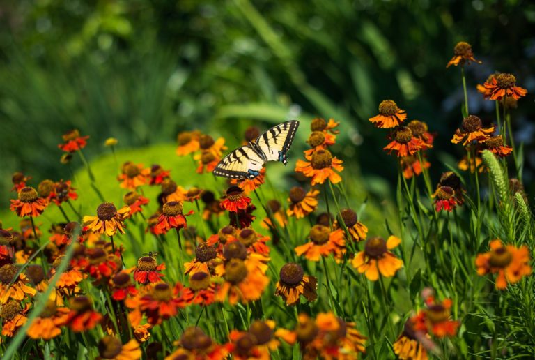 Wave hill butterflies in the garden walk credit joshua bright 2209 md