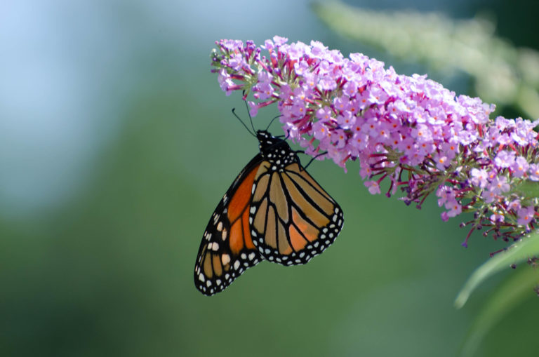 Wave hill junior pollinator walk credit wave hill 2209 md