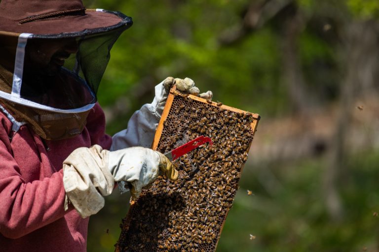 Wave hill open apiary credit joshua bright 2209 md