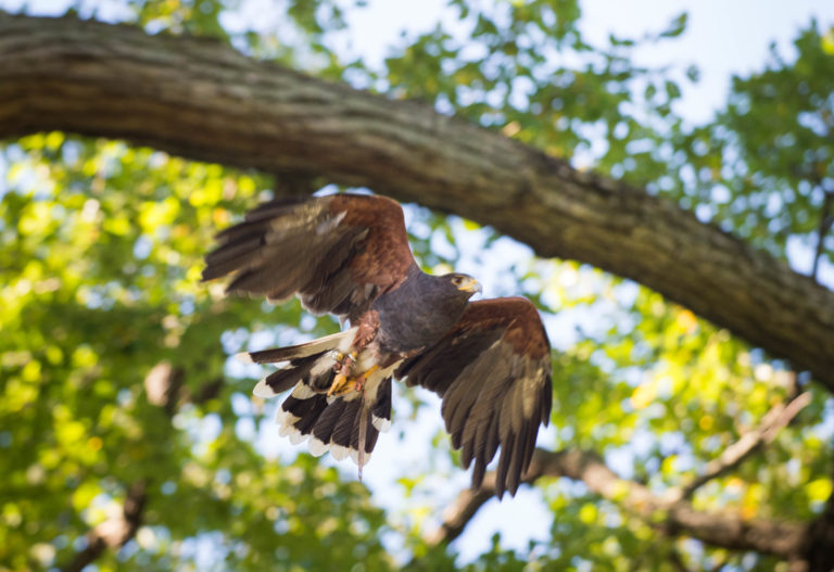 SKYHUNTERS IN FLIGHT: BIRDS OF PREY DEMONSTRATION at