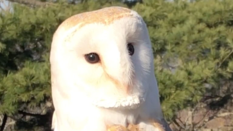 European Barn Owl