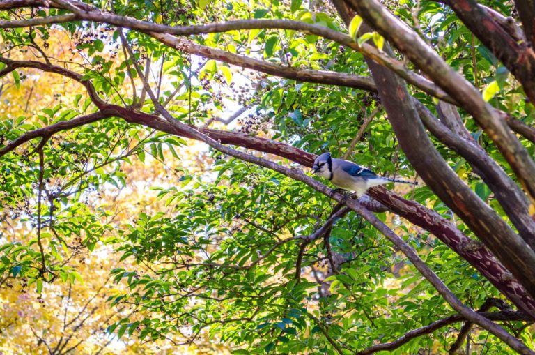 Fall Birding credit Wave Hill