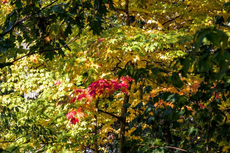 Fall Foliage walk credit Wave Hill