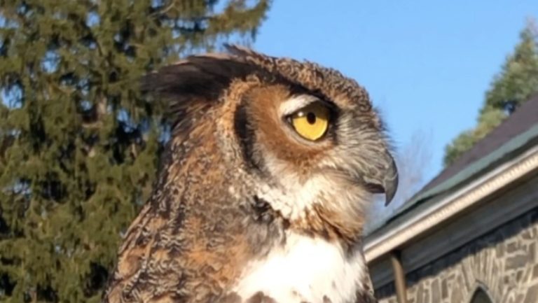 Great Horned Owl