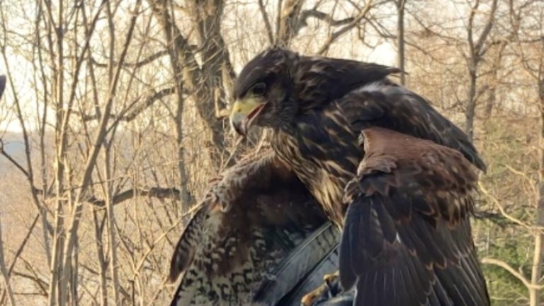 Harriss Hawk wings out