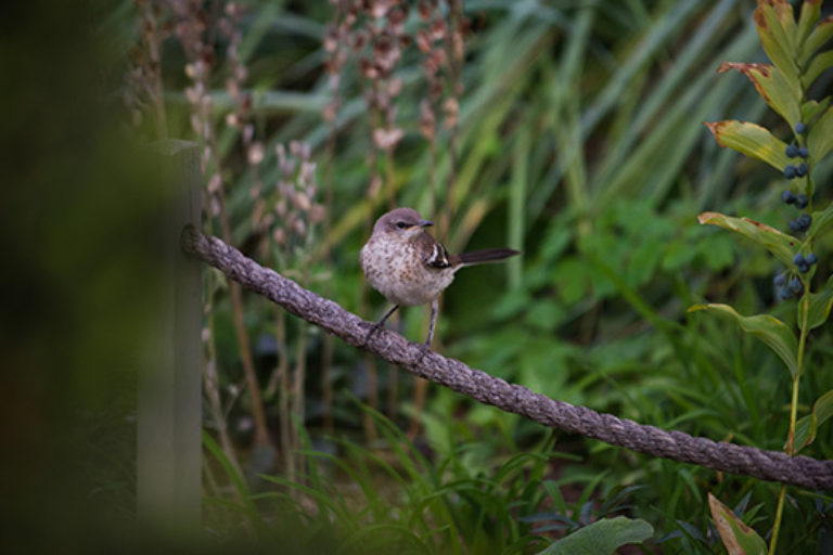 Wave Hill Summer Birding credit Joshua Bright