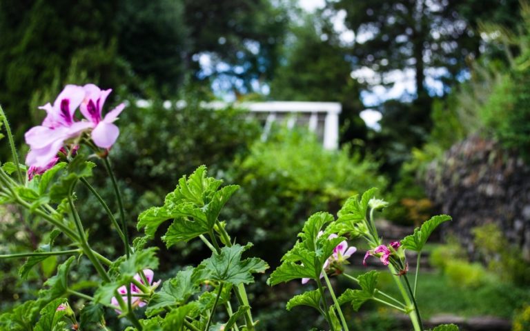 Wave Hill Scented Geranium Walk credit Wave Hill 1400x875