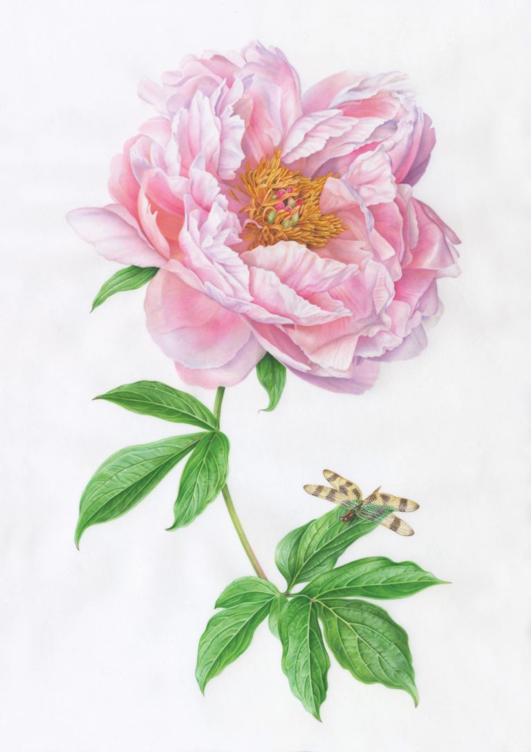 X Kluglein Pink Peony with Dragonfly300dpi