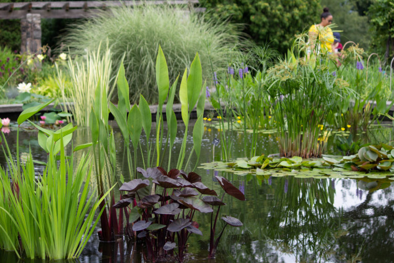 Aquatic garden credit Wave Hill
