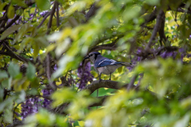 Birding 2019 05 17 39111 wave hill web