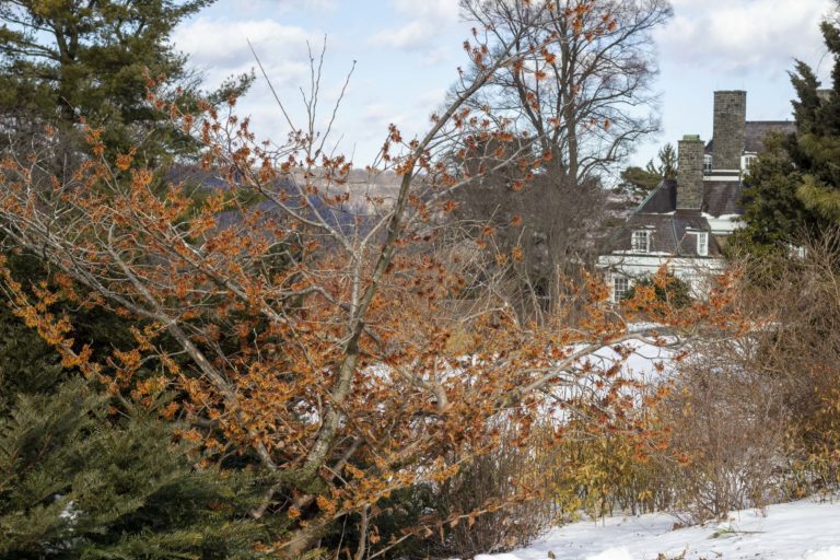 Winter Garden and Conservatory Highlights Walk