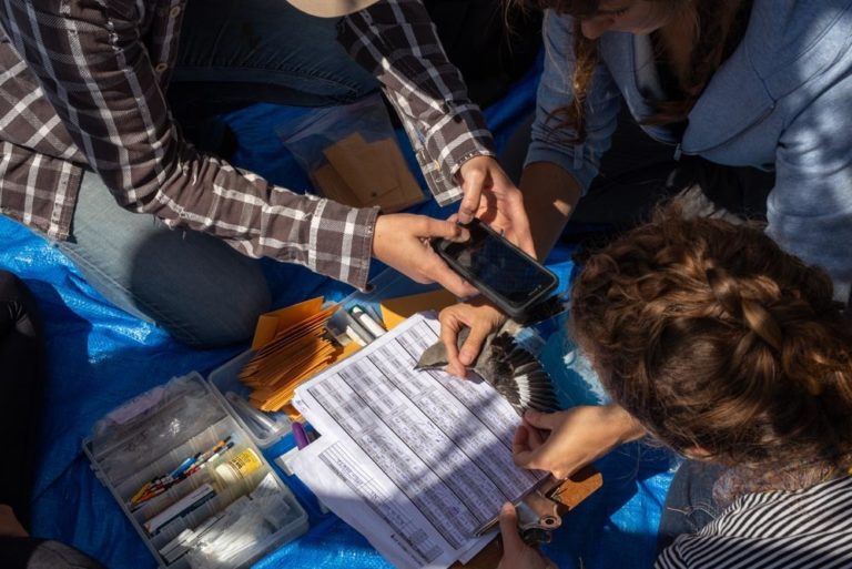 Exhibitions 2020 eco banding young eastern loggerhead shrikes 4