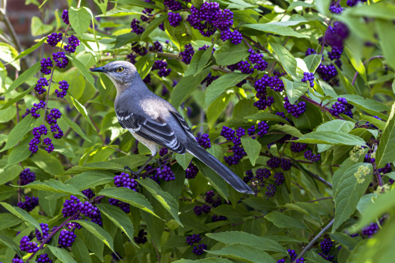 Fall birding 3000